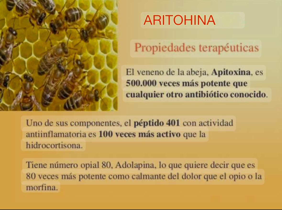 Si el dolor quieres transformar, él veneno de abeja debes usar